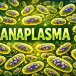 Összefoglaló az Anaplasma, anaplasmosis fertőzésről (önálló és mint lyme-kór társfertőzés)