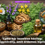 Lyme-kór kezelése házilag: Antibakteriális és gyulladáscöskkentő gyögynövényekkel (Japanese knotweed - japán keserűfű, Cryptolepsis, macskakarom - Cat's Claw, bajkáli csucsóka, egynyári üröm, oregánó olaj, Rockrose)