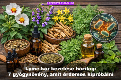 Lyme-kór kezelése házilag: Antibakteriális és gyulladáscöskkentő gyögynövényekkel (Japanese knotweed - japán keserűfű, Cryptolepsis, macskakarom - Cat's Claw, bajkáli csucsóka, egynyári üröm, oregánó olaj, Rockrose)