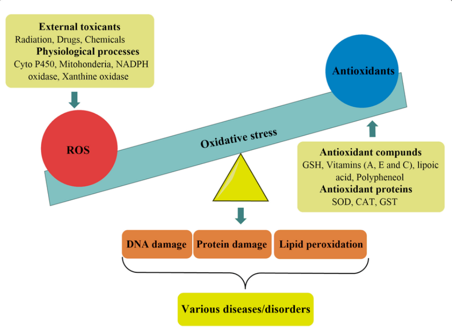 Oxidatív stressz kialakulása: felborult egyensúly a szabad gyökök és az antioxidánsok között. Ez a sejtek, fehérjék, DNS károsodásával súlyos betegségekhez vezet.