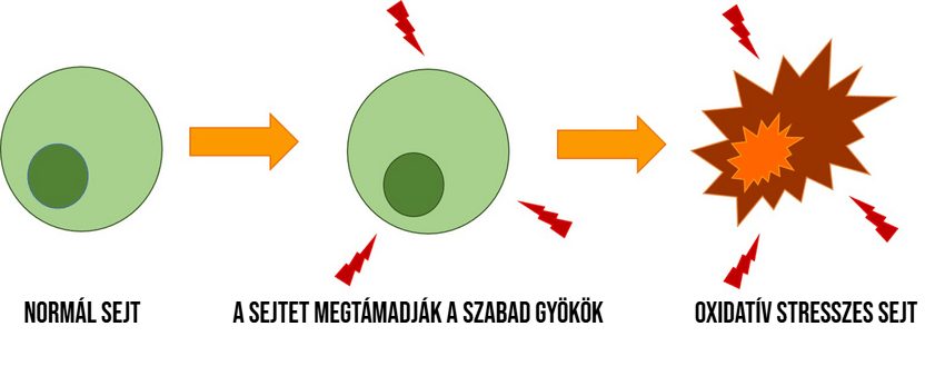 Ábra: az oxidatív stressz által sújtott sejt keletkezése: normál sejtet megtámadják a szabad gyökök, így oxidatív stressz keletkezik a sejtben.